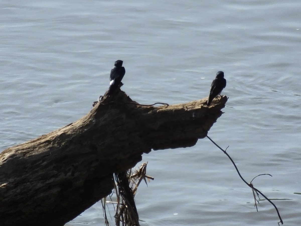 Mangrove Swallow - ML34000511