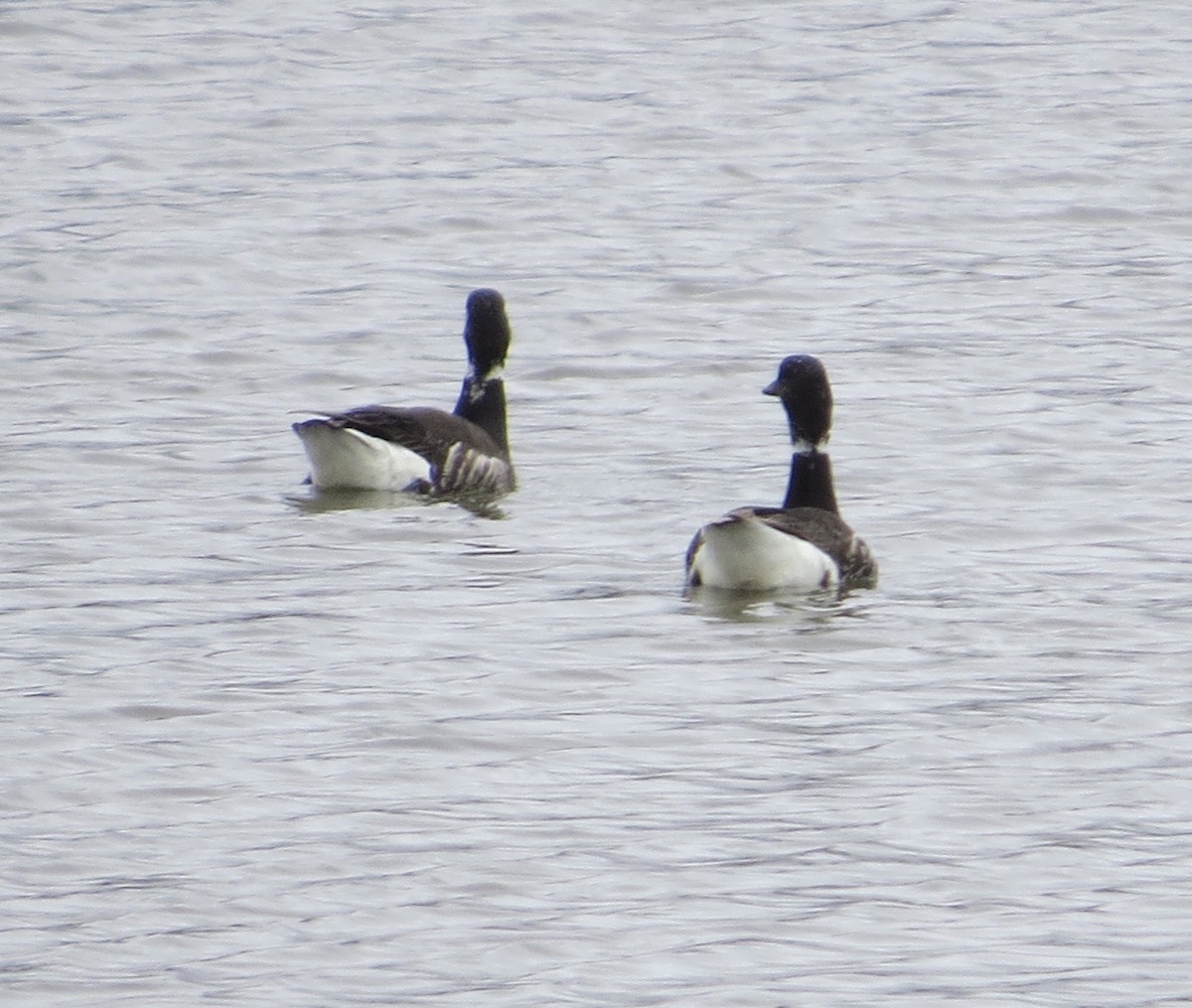 Brant - ML340006671