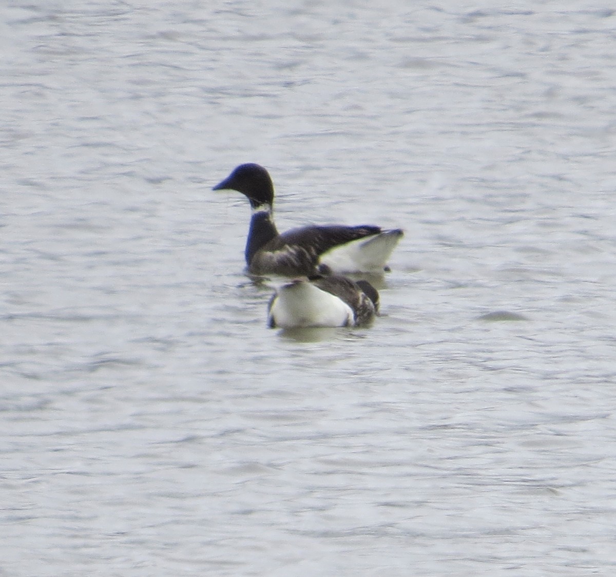 Brant - ML340006731