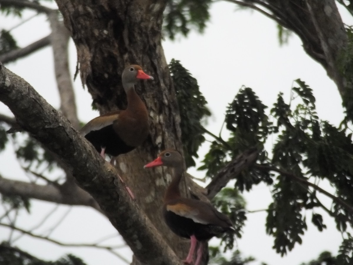 Black-bellied Whistling-Duck - ML34000761