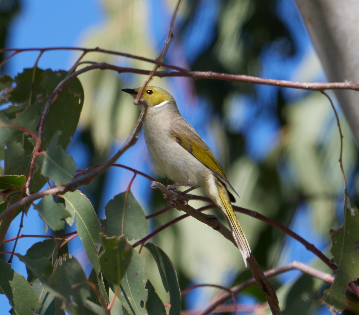 White-plumed Honeyeater - ML340008601