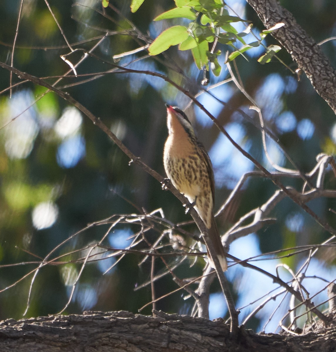 Spiny-cheeked Honeyeater - ML340008761