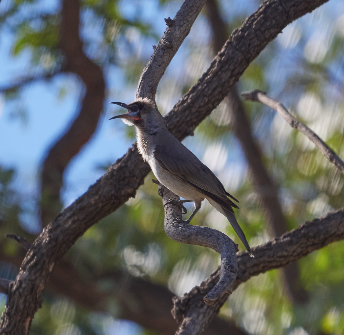 Little Friarbird - ML340008951