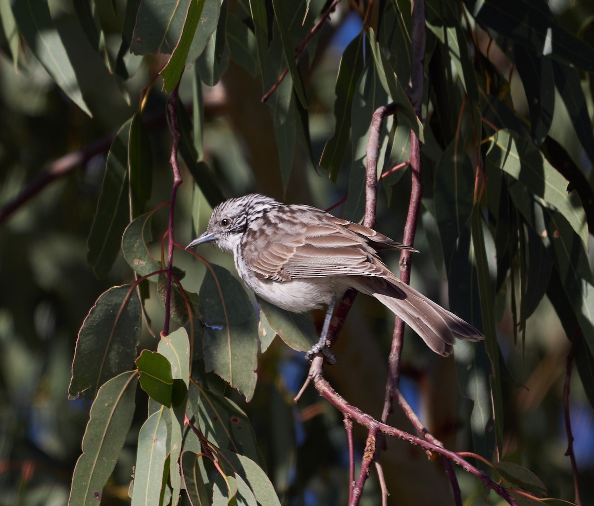 Striped Honeyeater - ML340008971