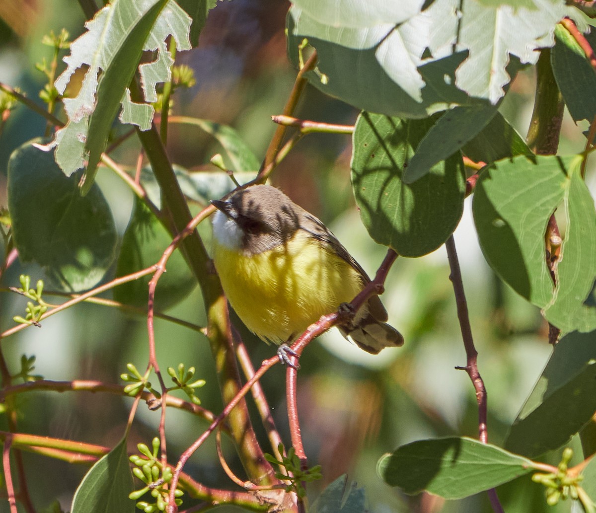 White-throated Gerygone - ML340008981