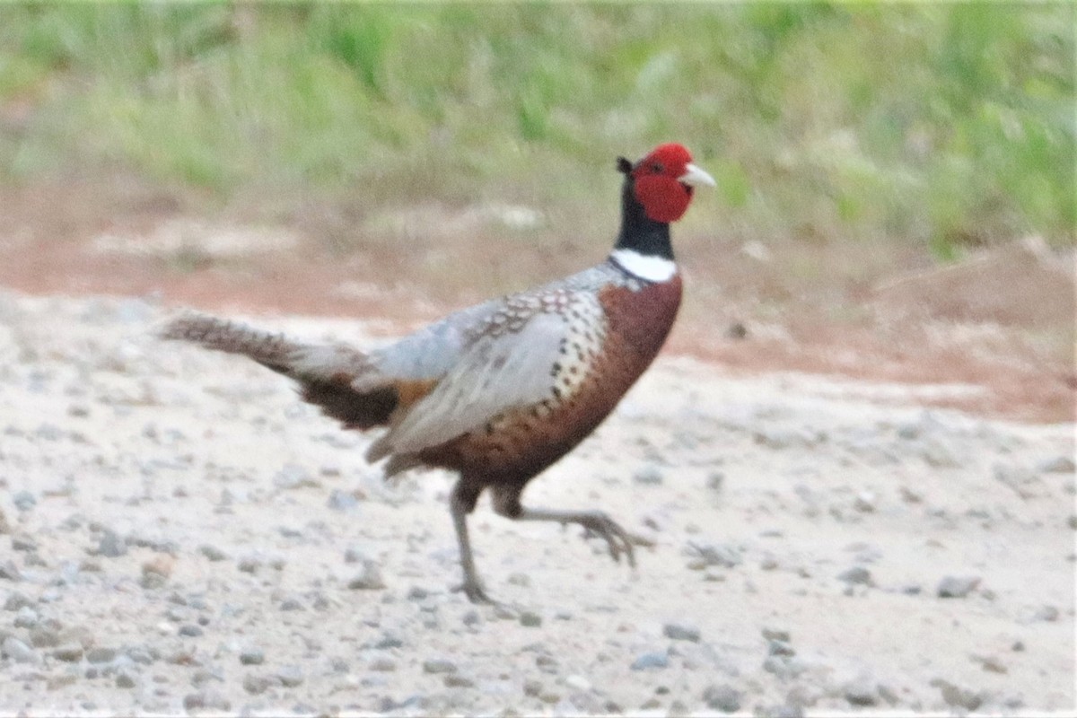 פסיון מצוי - ML340009531