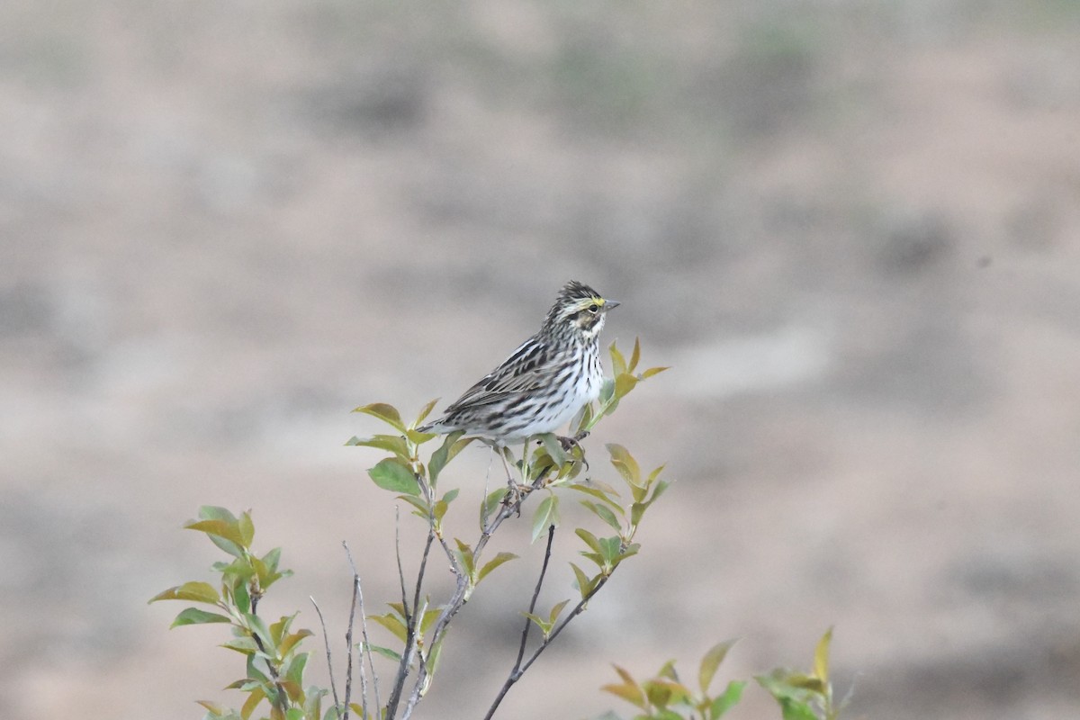 Savannah Sparrow - ML340011261