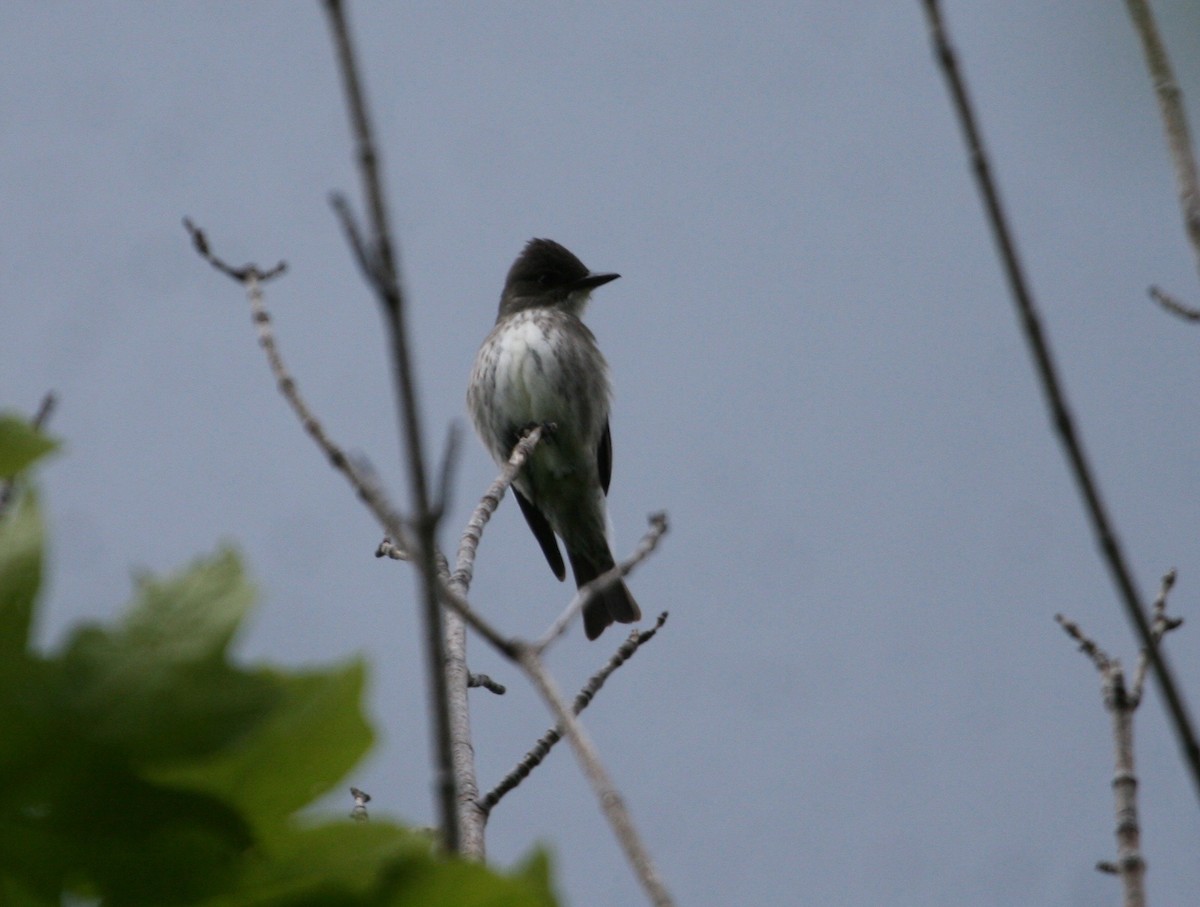 Olive-sided Flycatcher - ML340011581