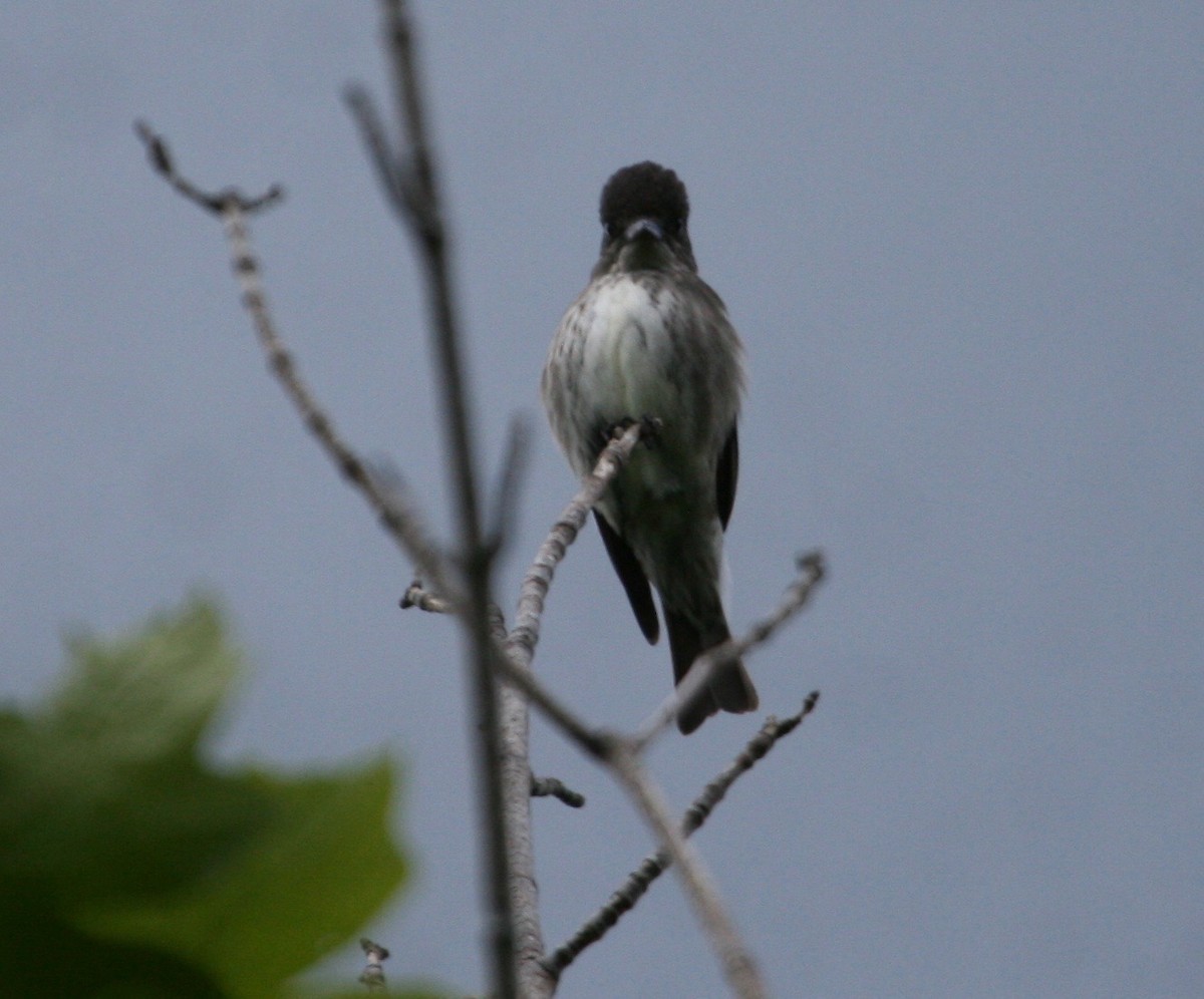 Olive-sided Flycatcher - ML340011591