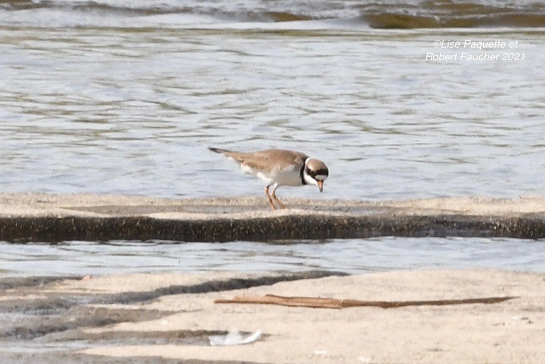 Semipalmated Plover - ML340012011