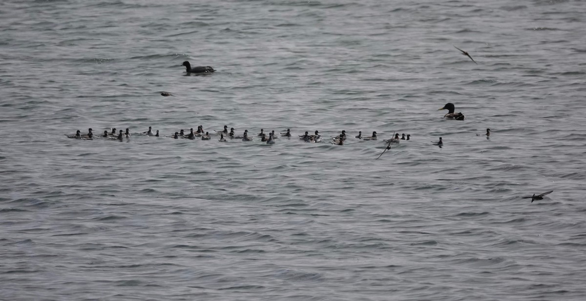 Red-necked Phalarope - ML340012321