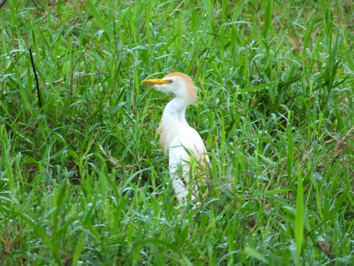 Western Cattle Egret - ML34001251