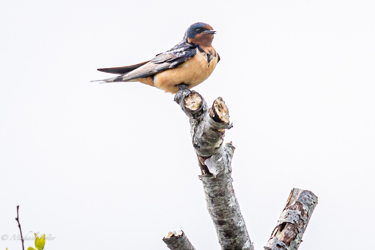 Barn Swallow - ML340012581