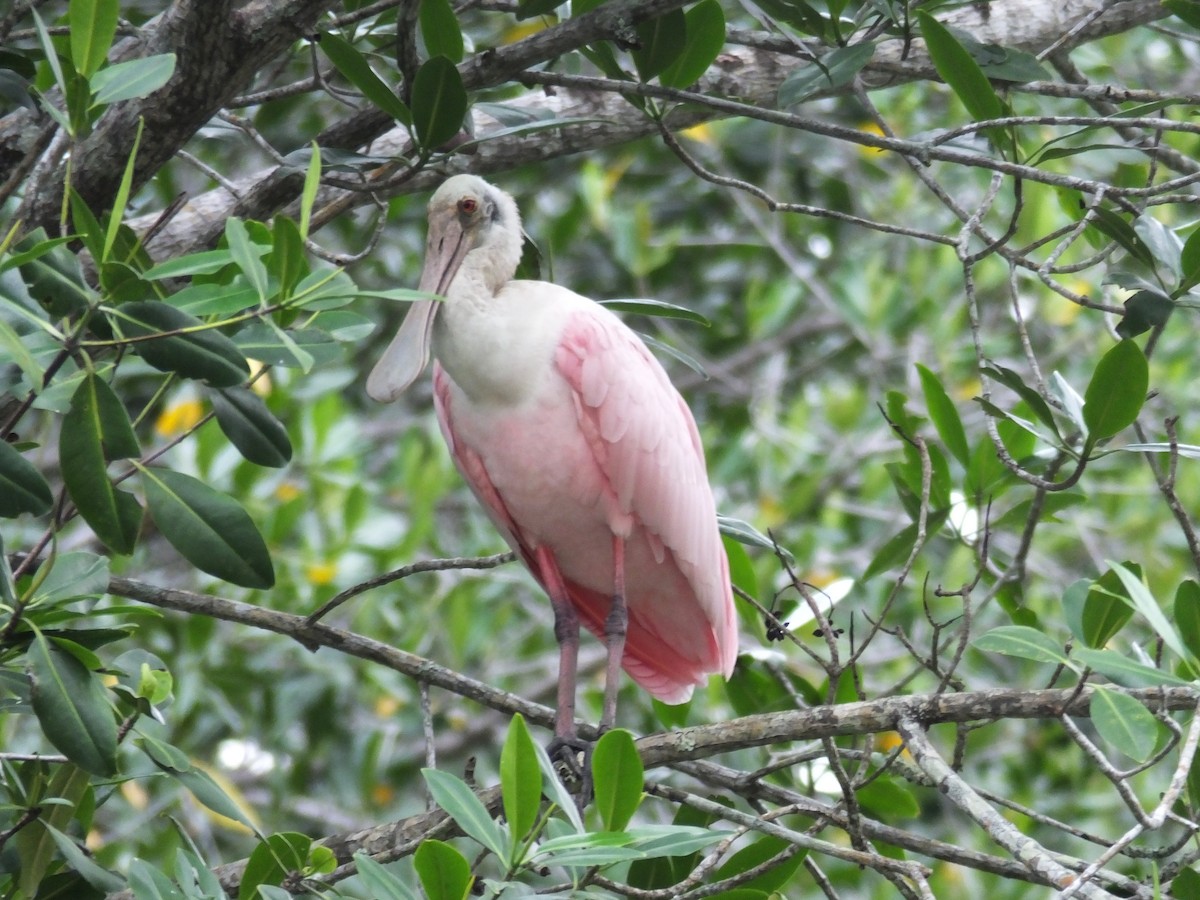 Roseate Spoonbill - ML34001291