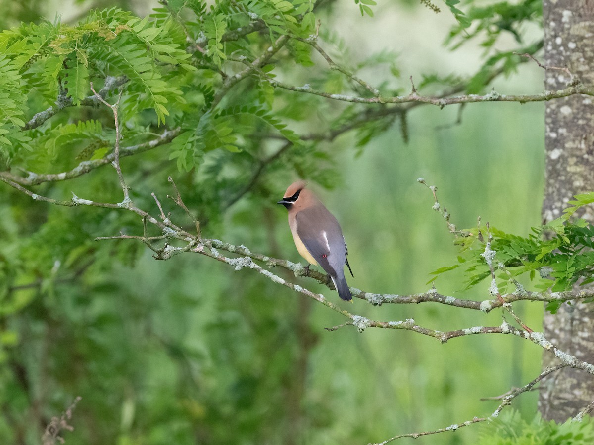 Cedar Waxwing - ML340013231