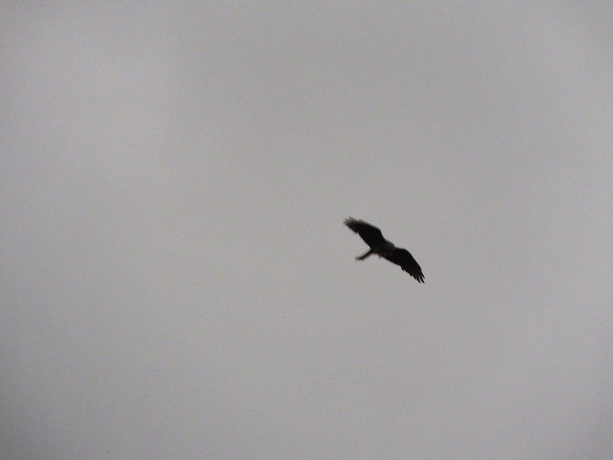 Plumbeous Kite - ML34001341