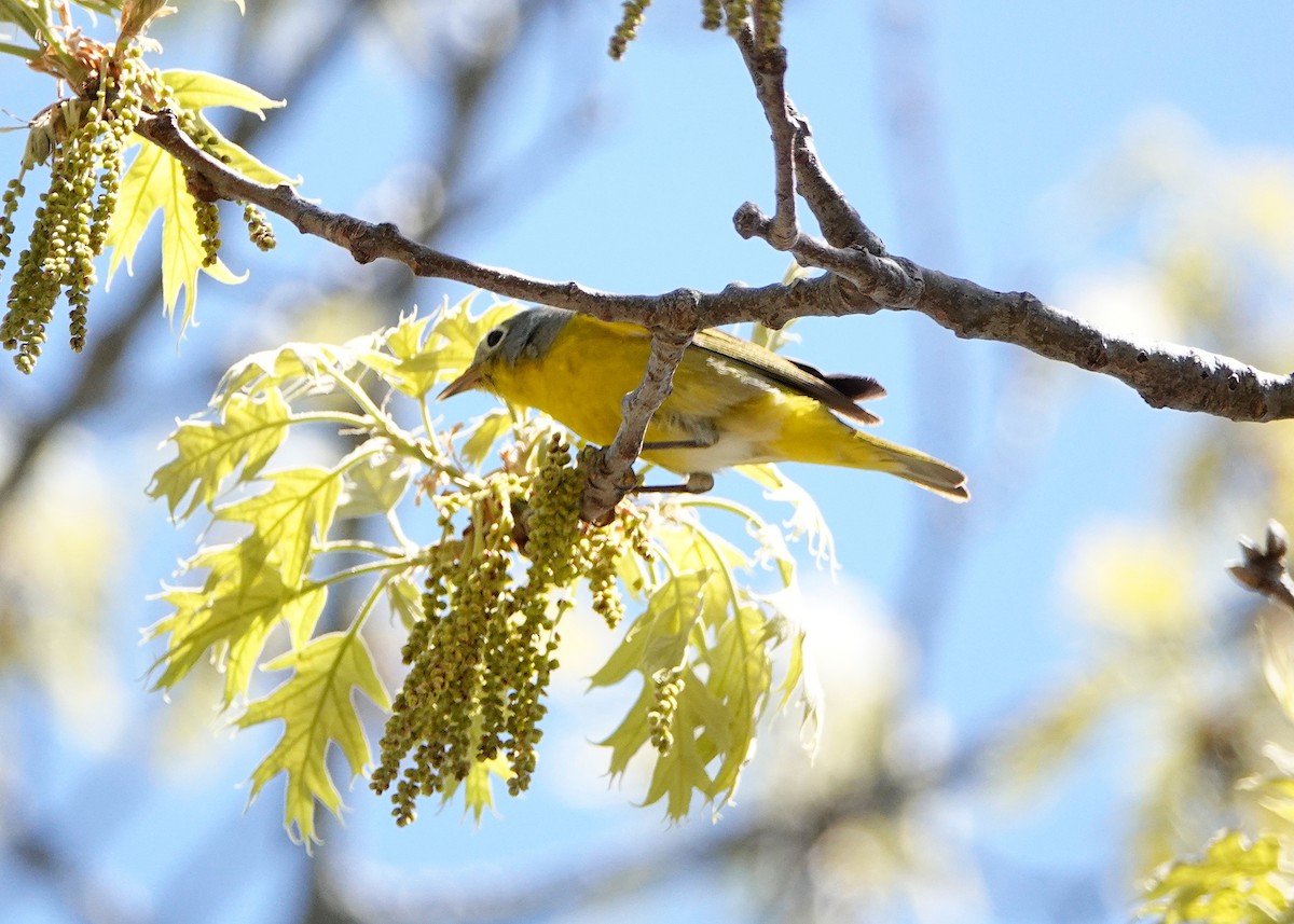 Nashville Warbler - ML340013681