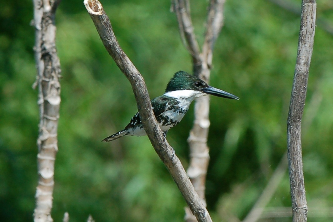 Green Kingfisher - ML340013741