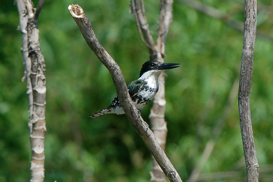 Green Kingfisher - ML340013771