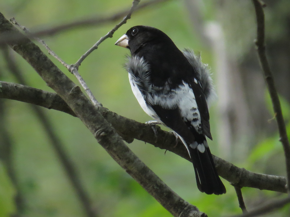 Rose-breasted Grosbeak - Nora E Hanke