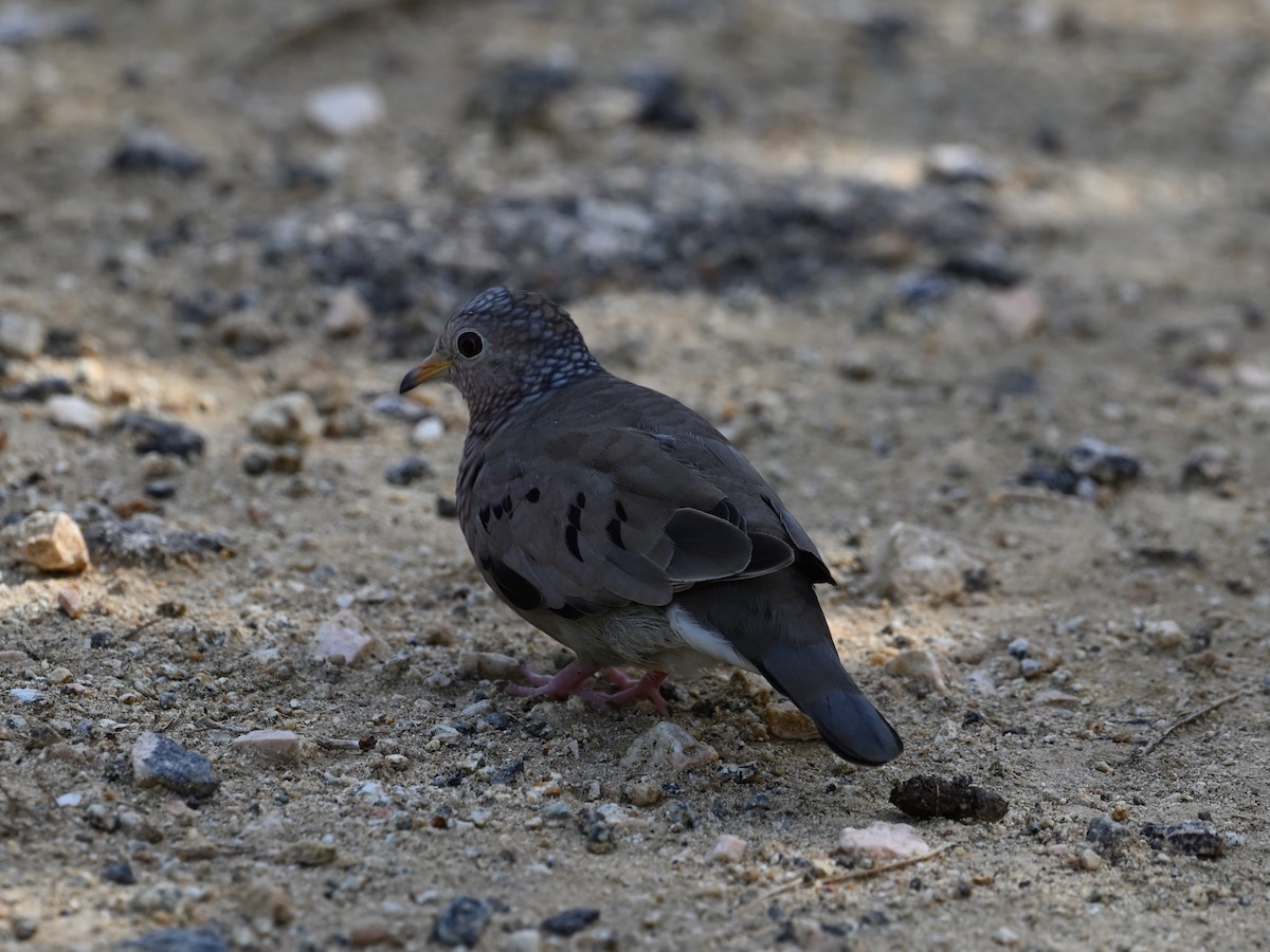 Common Ground Dove - ML340014001