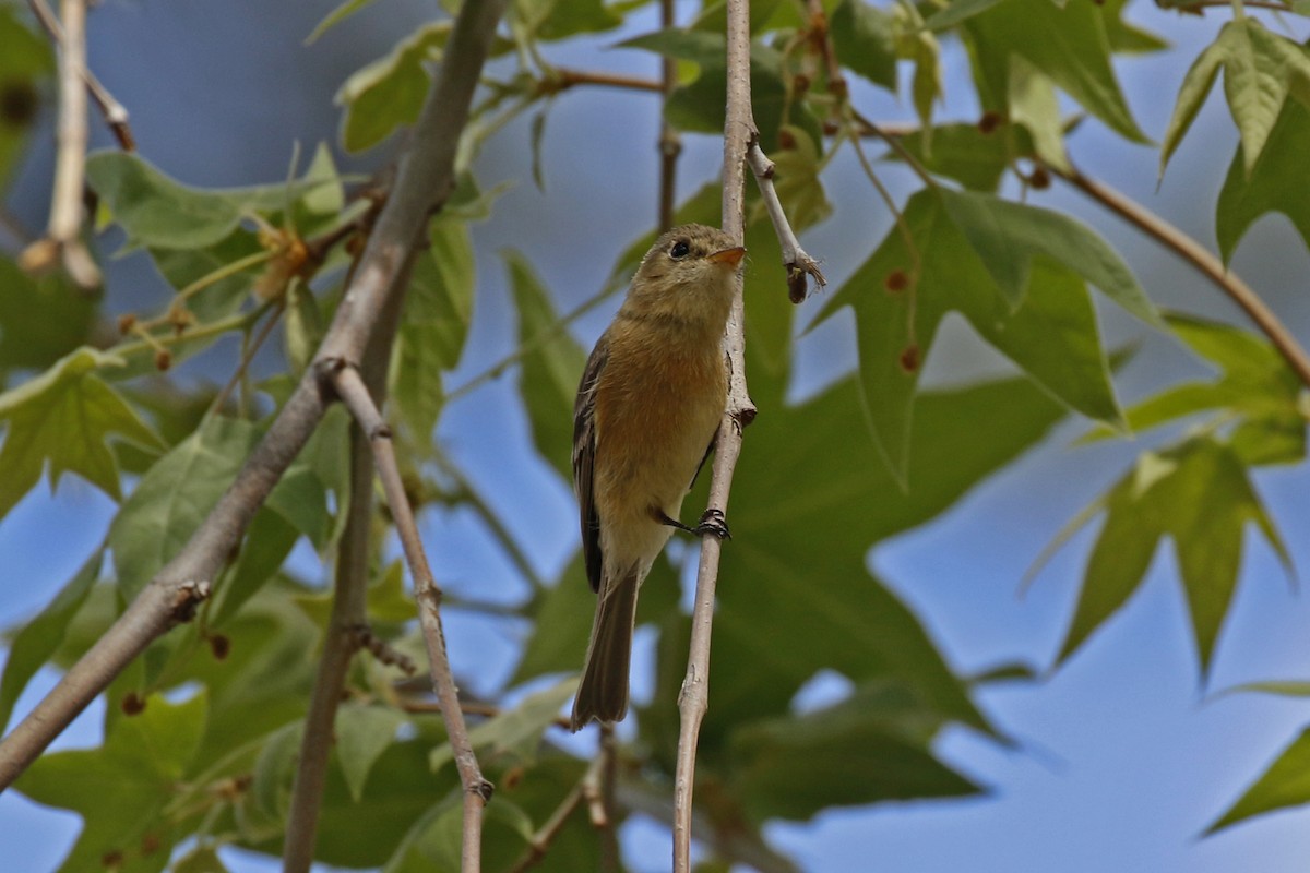 Buff-breasted Flycatcher - David McQuade