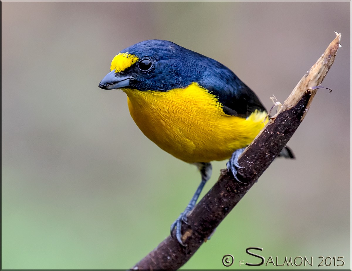 Yellow-throated Euphonia - Frank Salmon