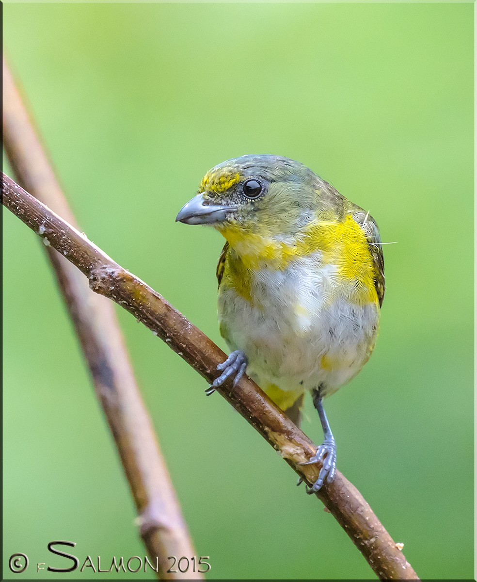 Yellow-throated Euphonia - Frank Salmon