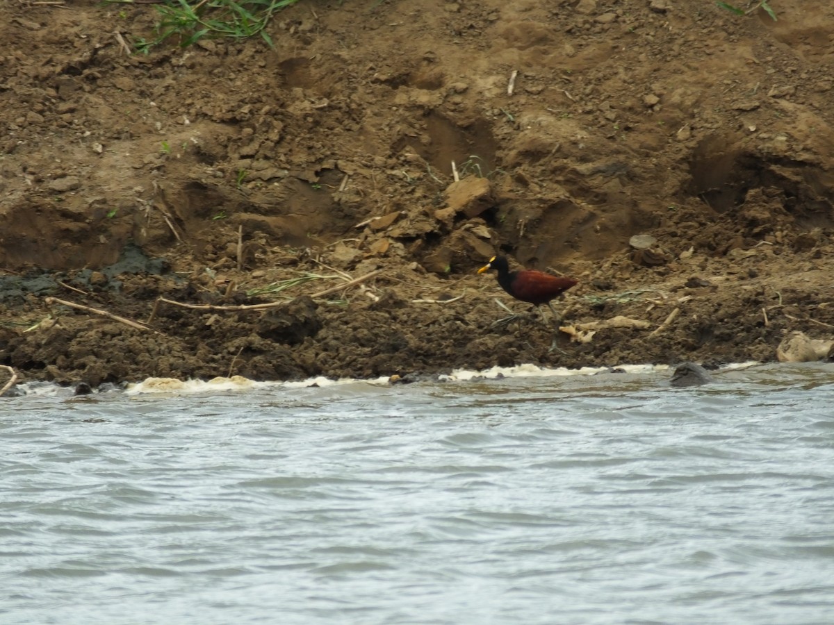 Northern Jacana - ML34001521