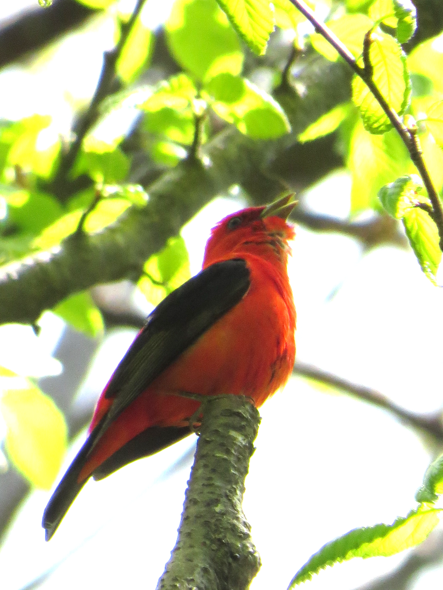 Scarlet Tanager - ML340015271
