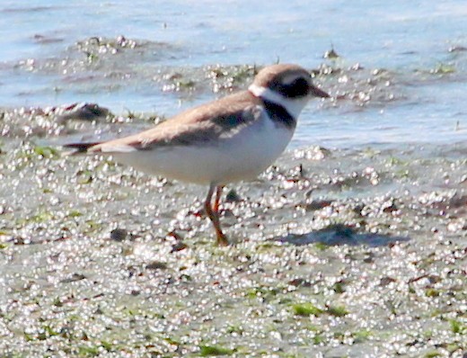 Semipalmated Plover - ML34001531