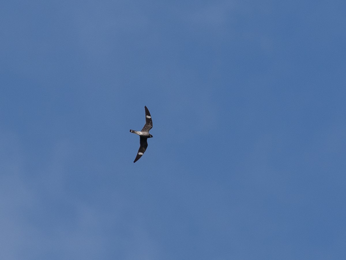 Common Nighthawk - Jeff Smith