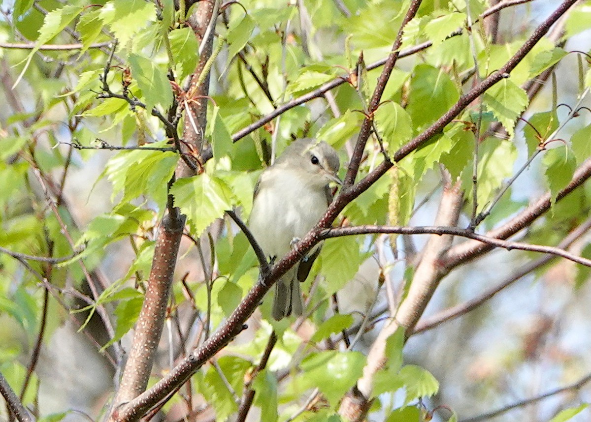 Warbling Vireo - ML340016551