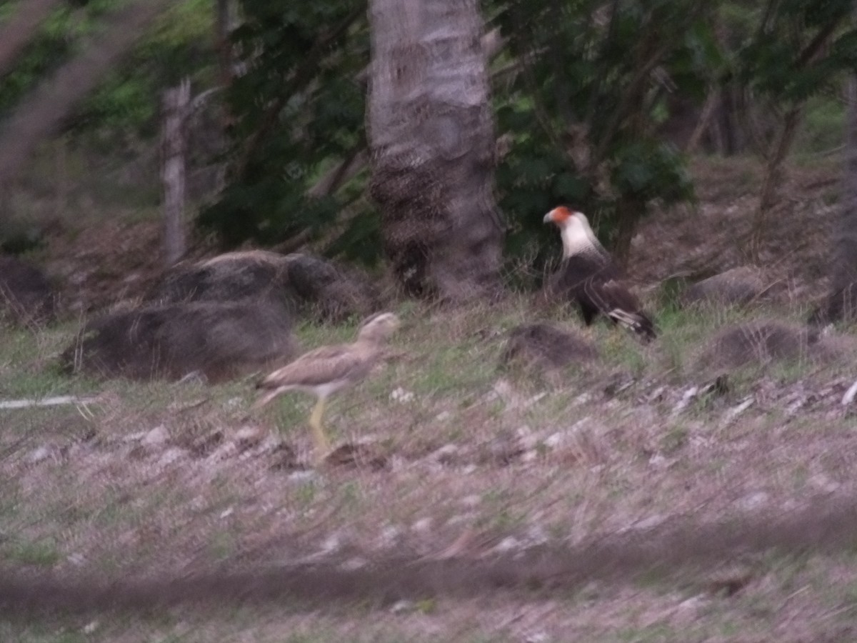 Double-striped Thick-knee - Three Eggs