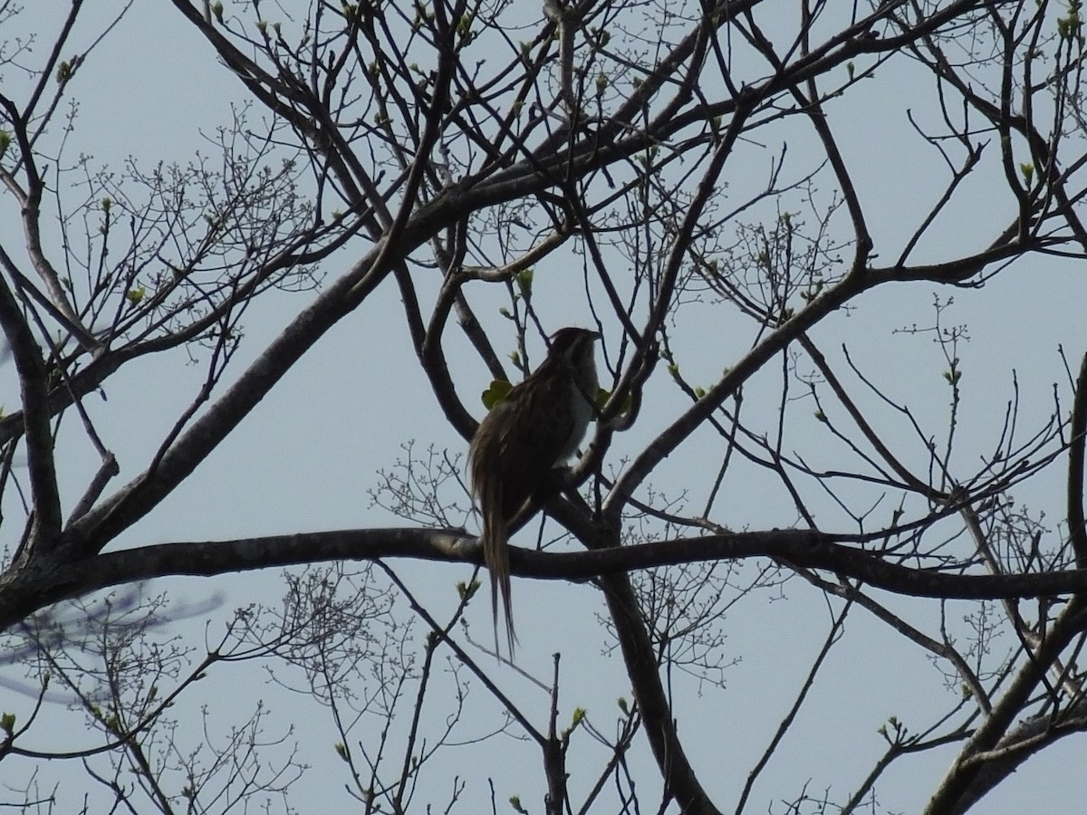 Striped Cuckoo - ML34001771