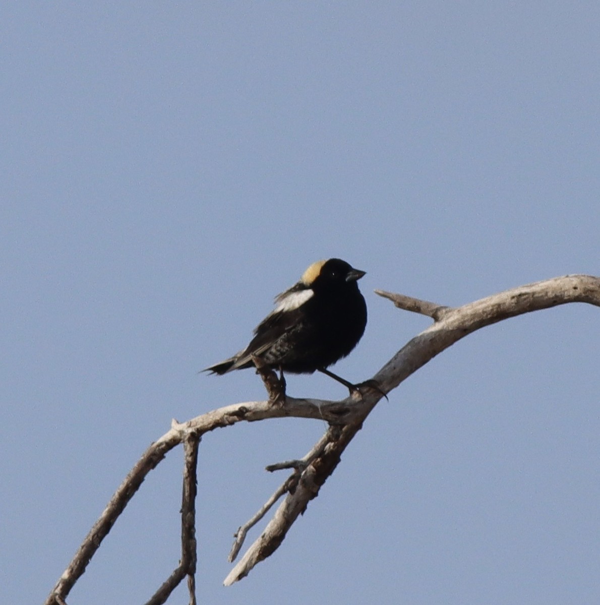Bobolink - ML340018591