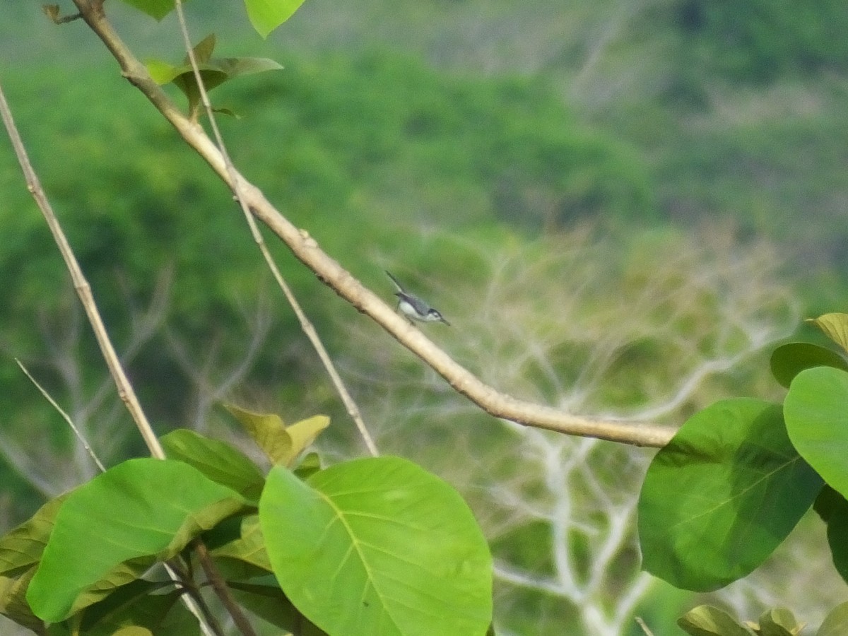 Weißbrauen-Mückenfänger - ML34001901
