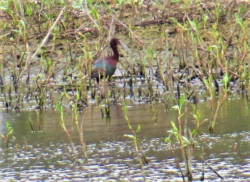 White-faced Ibis - ML340020681