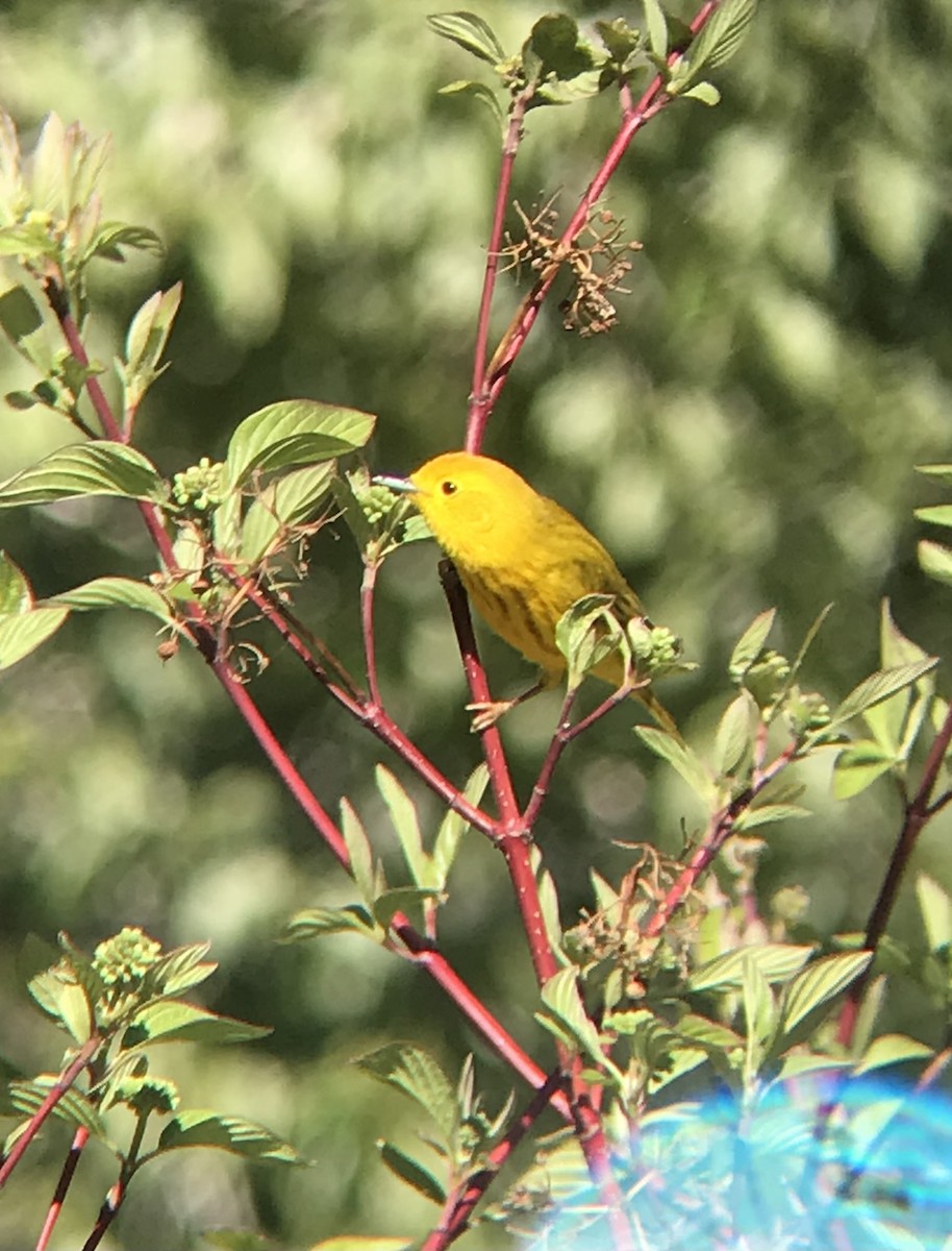 Yellow Warbler - naomi h