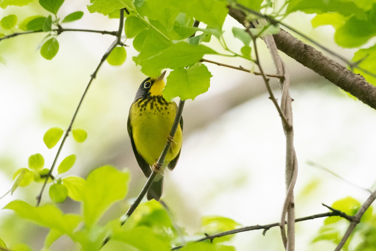 Canada Warbler - ML340021071