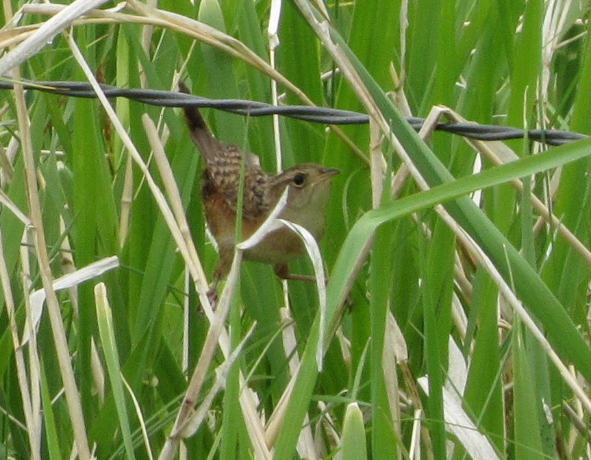 Sedge Wren - John Koon