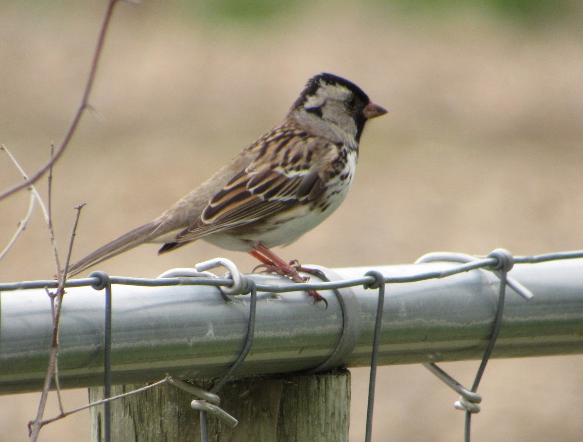 Harris's Sparrow - ML340021471