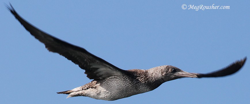 Northern Gannet - ML34002271