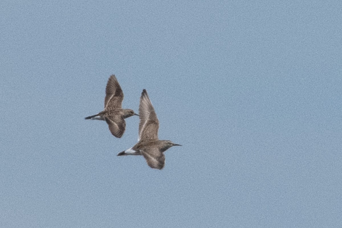 White-rumped Sandpiper - ML340022881