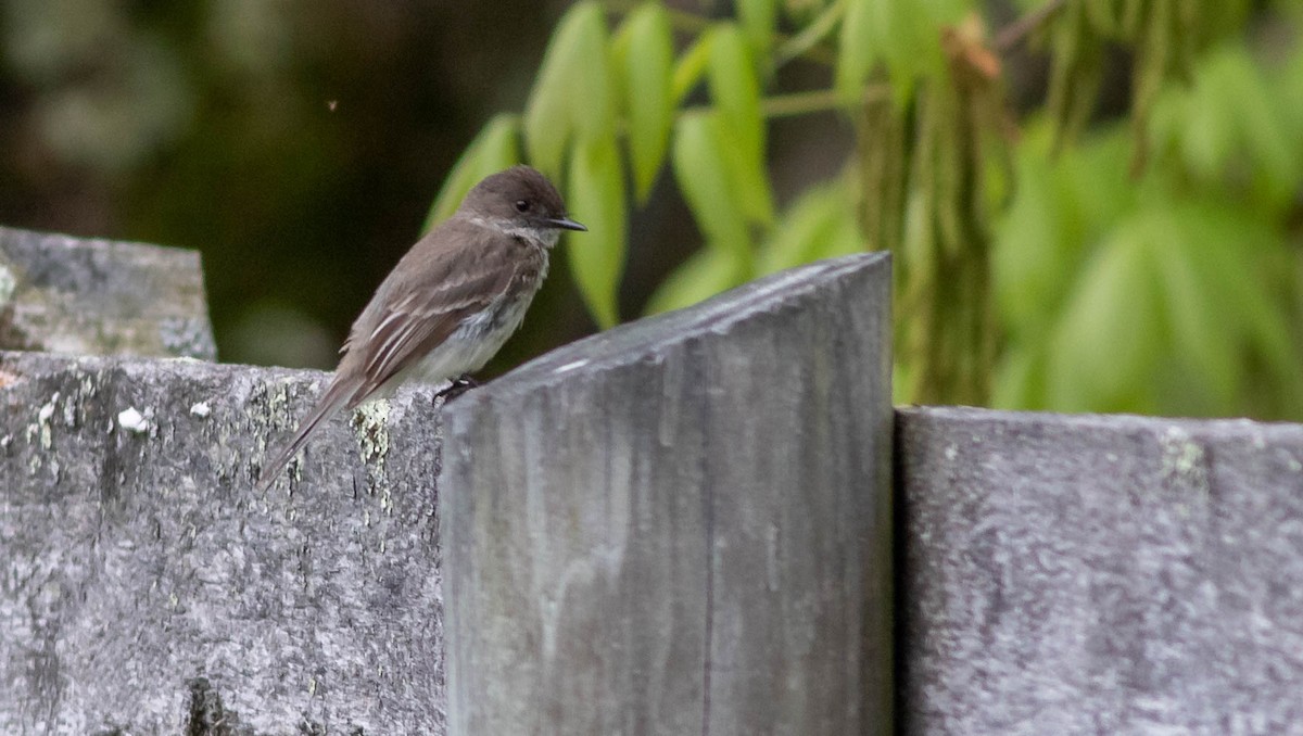 Eastern Phoebe - ML340023721