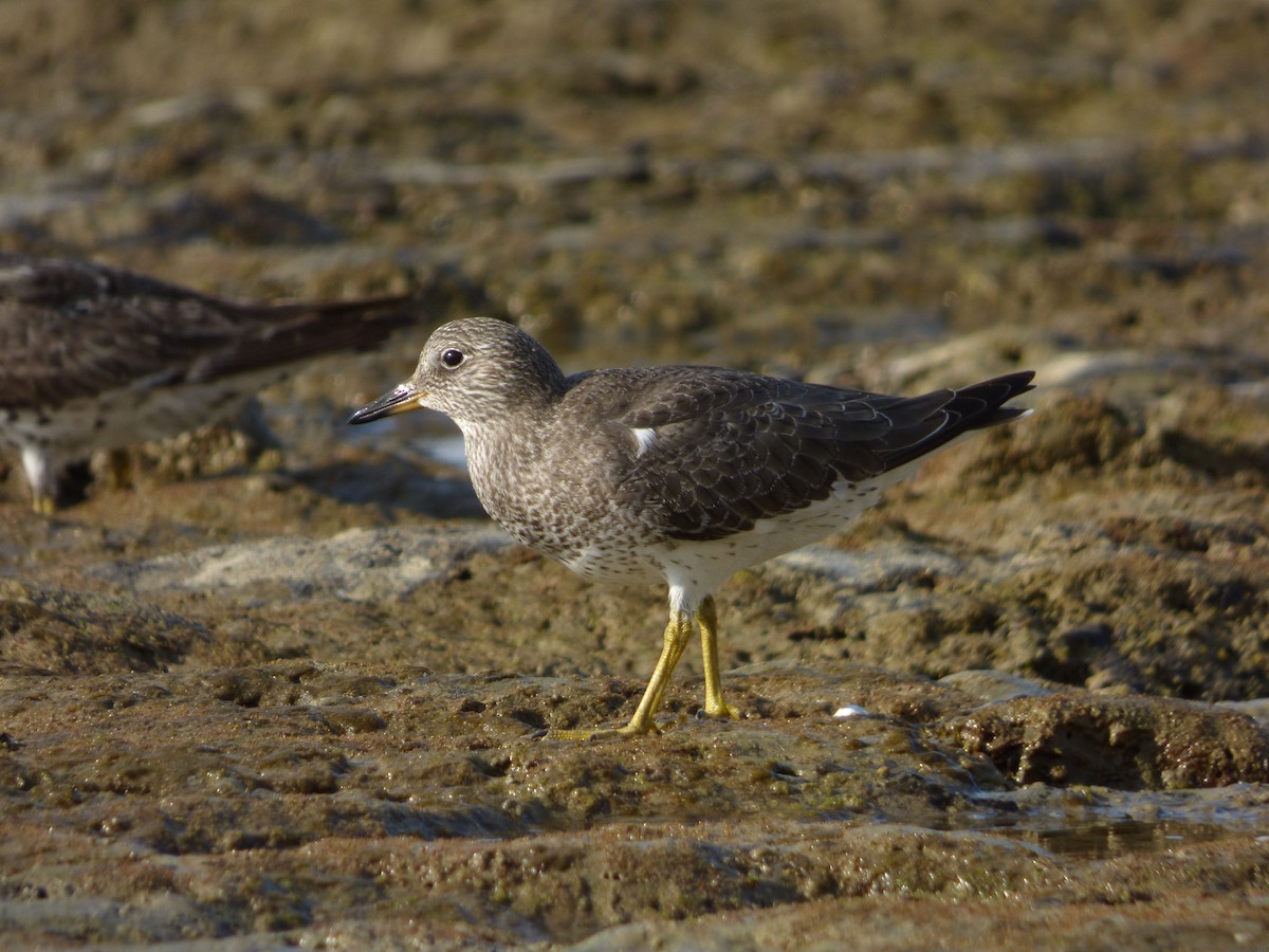 Surfbird - ML34002461