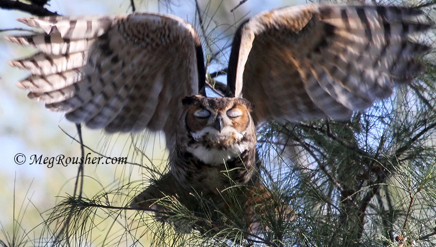 Great Horned Owl - ML34002471