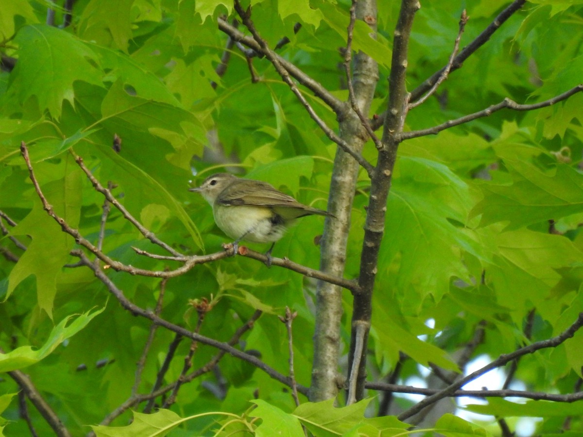 Warbling Vireo - ML340024841