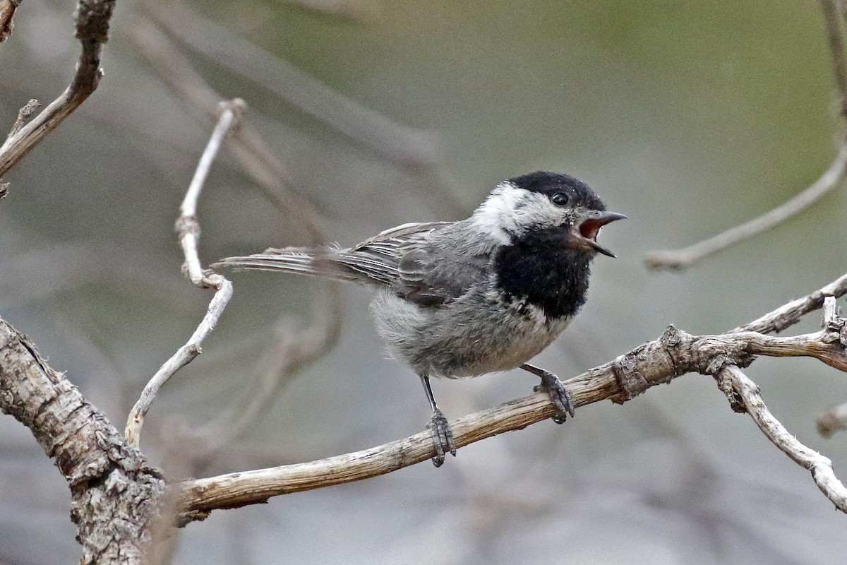 Mexican Chickadee - ML340025091