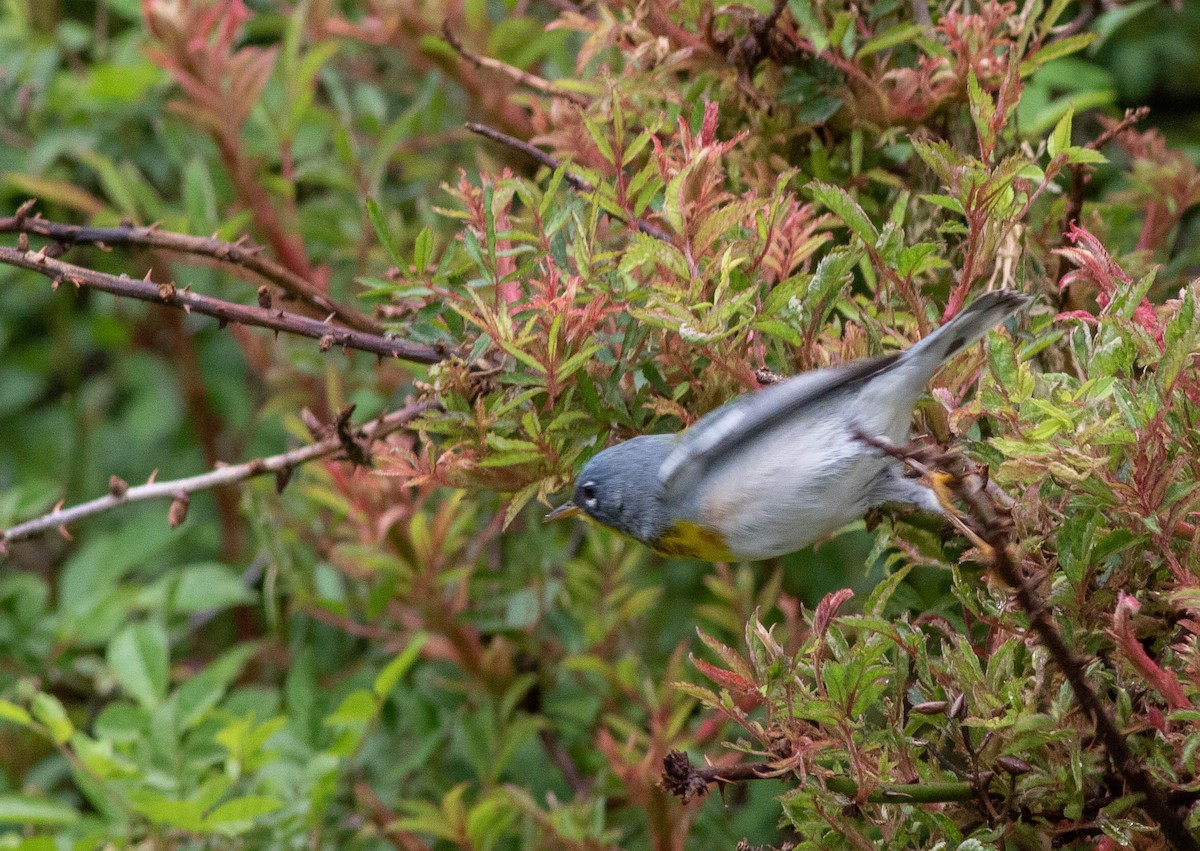 Northern Parula - ML340025171